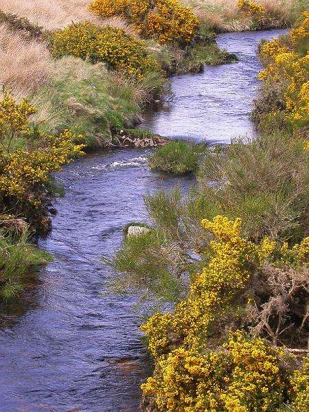 Gorse Flowering on the Young Dart.jpg